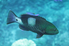 Gracila albomarginata