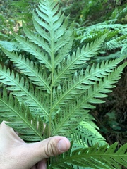 Woodwardia fimbriata image