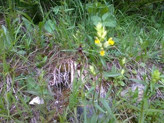 Ophrys insectifera