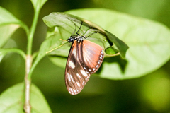 Eueides procula asidia