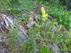 Ophrys insectifera