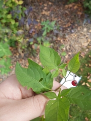 Solanum dulcamara