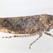 Paraphlepsius tennessus - Photo (c) solomon hendrix, some rights reserved (CC BY-NC), uploaded by solomon hendrix