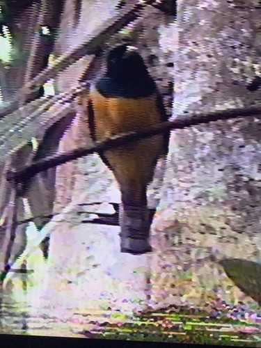 Amazonian Trogon