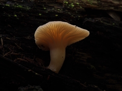 Camarophyllus pratensis gracilis