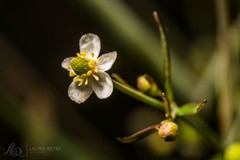 Ranunculus apiifolius