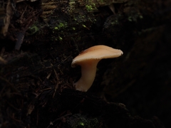 Camarophyllus pratensis gracilis