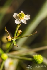 Ranunculus apiifolius