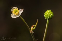 Ranunculus apiifolius