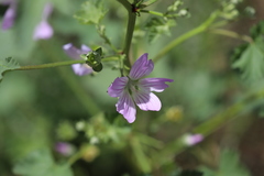 Malva weinmanniana