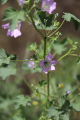 Malva weinmanniana