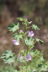 Malva weinmanniana