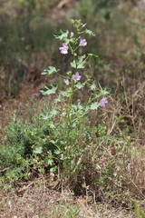 Malva weinmanniana