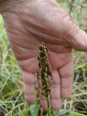 Spiranthes magnicamporum