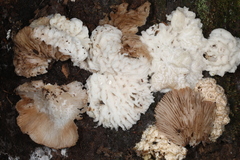 Hypomyces tremellicola