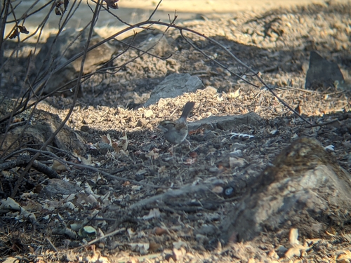 iNaturalist observation photo of White-throated Sparrow