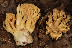 Ramaria calvodistalis