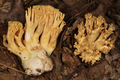 Ramaria calvodistalis