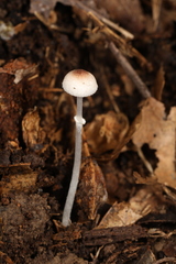Leucoagaricus coerulescens