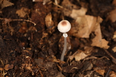Leucoagaricus coerulescens