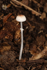Leucoagaricus coerulescens