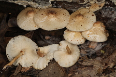 Leucoagaricus dacrytus