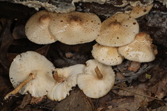 Leucoagaricus dacrytus