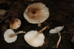 Leucoagaricus dacrytus