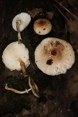 Leucoagaricus dacrytus