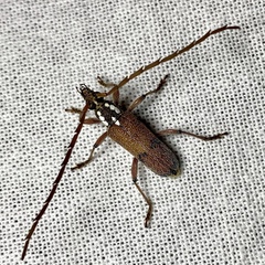 Strongylurus thoracicus