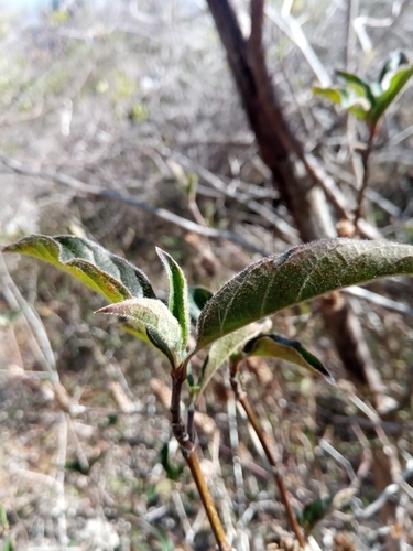 Neuracanthus richardianus image