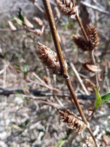 Neuracanthus richardianus image