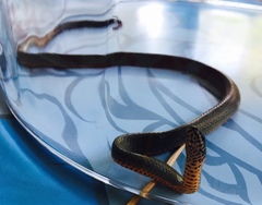 Diadophis punctatus modestus