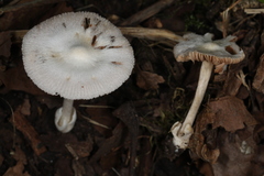 Volvariella pusilla