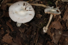 Volvariella pusilla