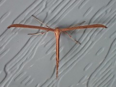 Pterophorini