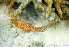 Epinephelus merra