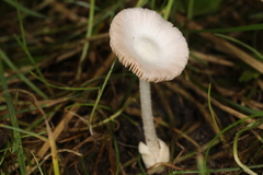 Volvariella pusilla