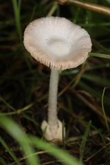 Volvariella pusilla