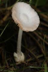 Volvariella pusilla