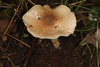 Echinoderma sp. 'IN02' - Photo (c) John Plischke, some rights reserved (CC BY-NC), uploaded by John Plischke