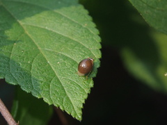 Celyphus difficilis
