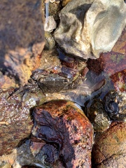 Metopograpsus quadridentatus