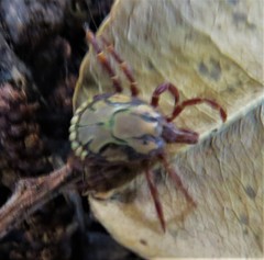 Amblyomma hebraeum