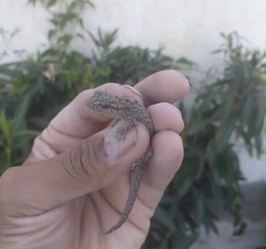 Phyllodactylus reissii