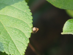 Celyphus difficilis