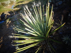 Dasylirion acrotrichum