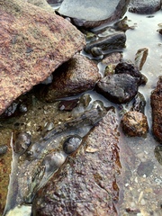 Periophthalmus modestus