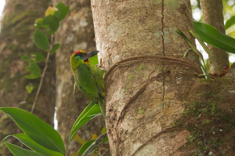 Red-throated Barbet illustration