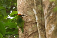 Psilopogon mystacophanos